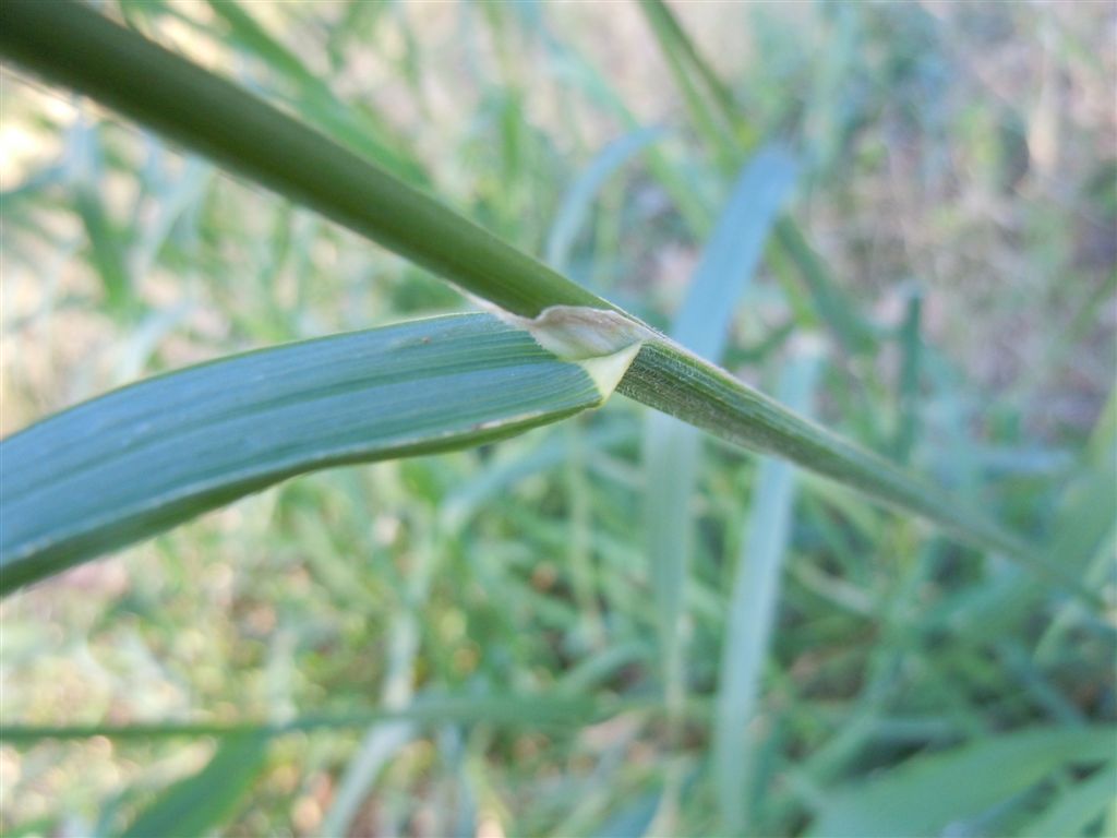 Graminacea da identificare